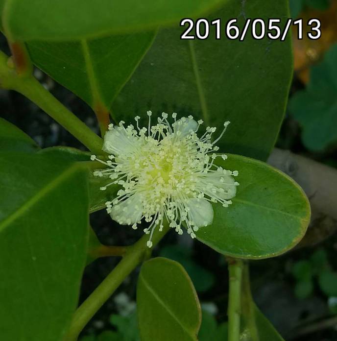 榕樹芭樂的花, flower of Psidium cattleianum var. littorale, Cattley guava, strawberry guava or cherry guava